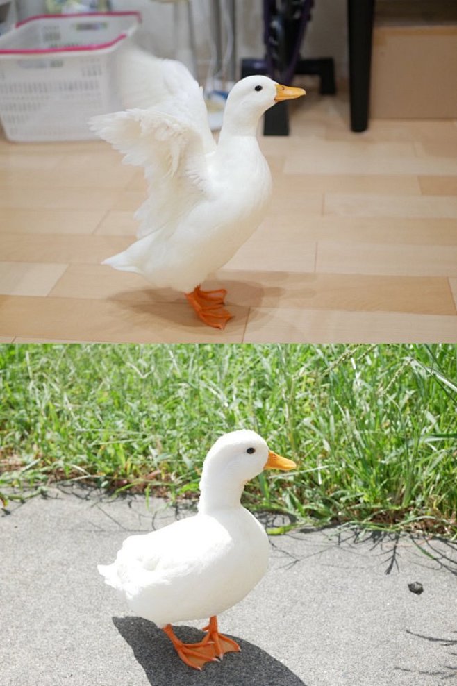 一只幸福的鸭鸭 ​​​​