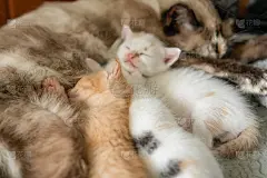 小猫和三只漂亮的小猫睡在毯子上，特写镜头是一只红毛小猫