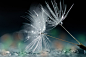 【美图分享】karmasubstrat的作品《seeds》 #500px#