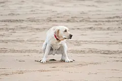 点击来源直接获取大图文件 |狗在海滩上排便