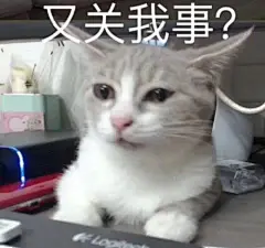 猫咪表情包更新，来收图

突然出现
又关我事
什么都是他们的，我这个胖子连脖子都没有
苍天啊，我冤枉
不可以，人家是正经小猫咪...展开全文c