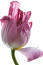 ~~drop | pink tulip by Julia Gusterina~~: 