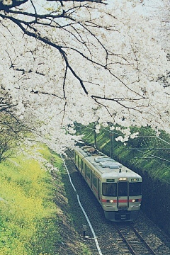 狐狸爱秋天采集到列车