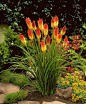 Red Hot Poker plant. Birds love them & I love having in my flower garden.: 