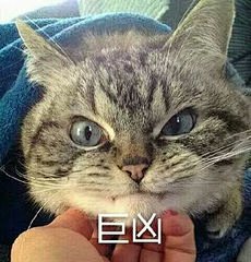 猫表情包_360图片