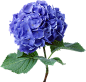 蓝色花朵PNG