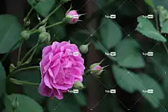 玫瑰 花壁纸 粉红玫瑰 粉红色的花朵 春天 花卉背景 花朵 公园