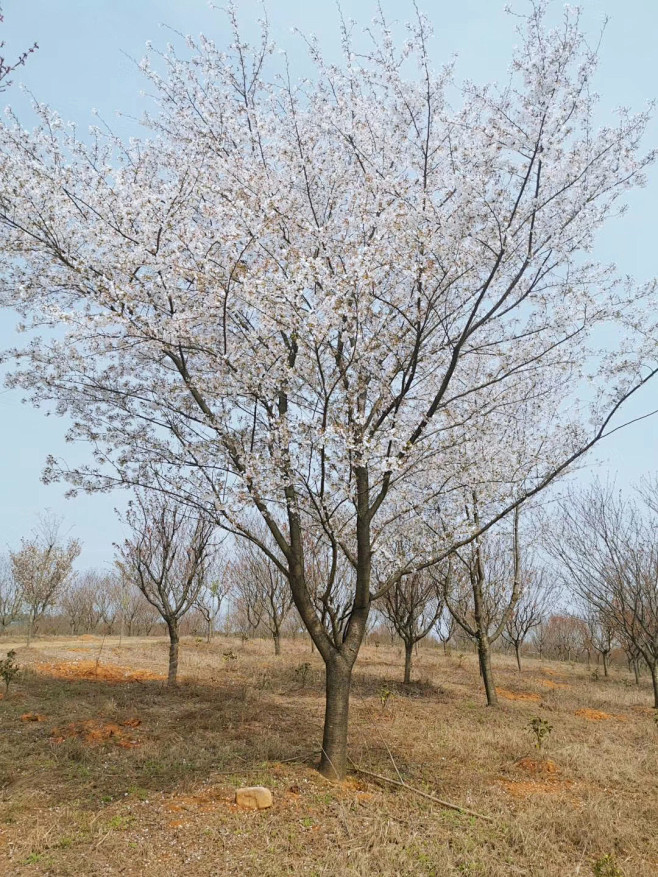 日本早樱