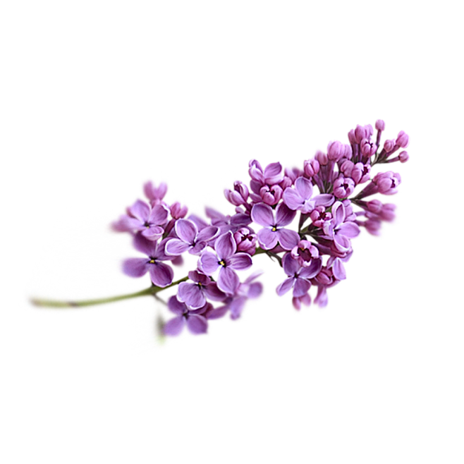 png紫色丁香花透明免抠素材
植物鲜花 ...