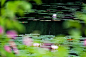杭州西湖上盛开的睡莲图片下载