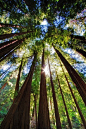 Muir Wood National Park, Northern California, San Francisco, Trees, Redwood Forest: 