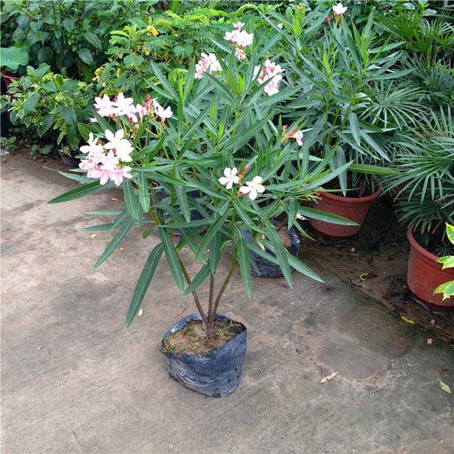 粉花夹竹桃