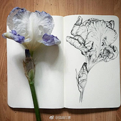 雾悠插画采集到植物