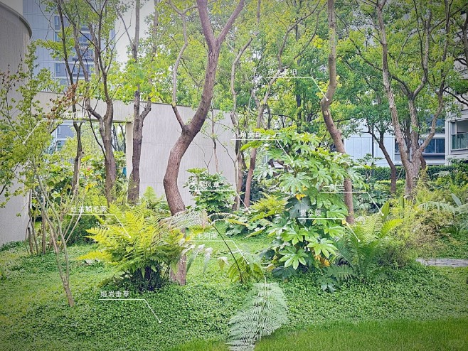景观案例｜杂木乌桕林下地被搭配_6_植物学社_来自小红书网页版 (1)