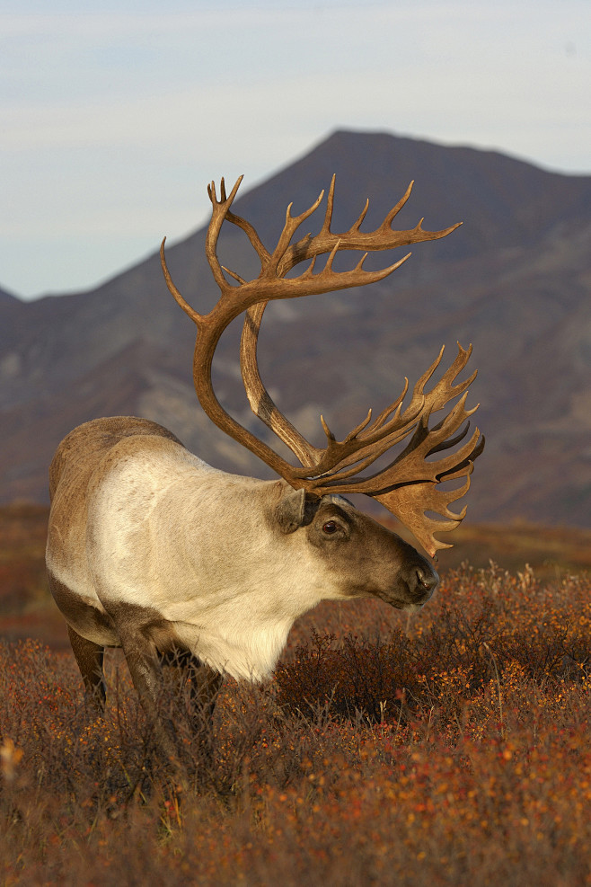 偶蹄目反刍亚目鹿科北美苔原驯鹿