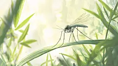 夏日草地上的蚊子插画高清模板免费下载-趣麦麦图
