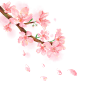 花瓣素材_手绘粉色水彩樱花花卉植物元素1_101134724
