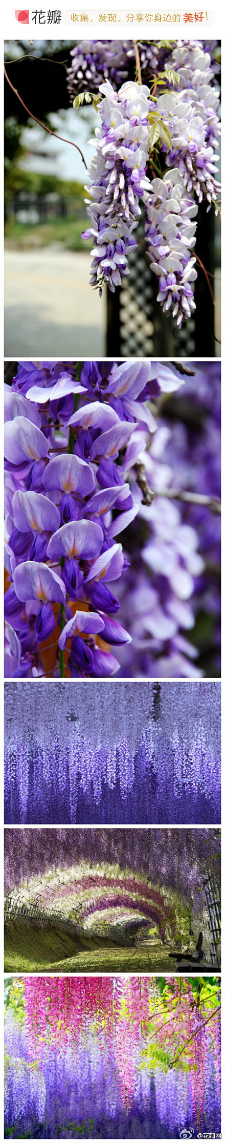 #花瓣花语录#紫藤，大藤本植物，盛开在五...