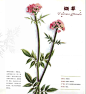 彩铅花卉