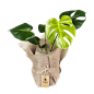 北欧风植物素材 盆栽素材 免抠透明 绿色