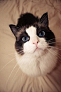 可爱小猫咪图片超好看的手机壁纸http://www.kutoo8.com/