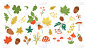 可爱的秋矢草，植物，花朵，浆果。平型收集叶，苹果，橡子，球果。有趣的秋天绿色植物插图孤立在白色的背景
