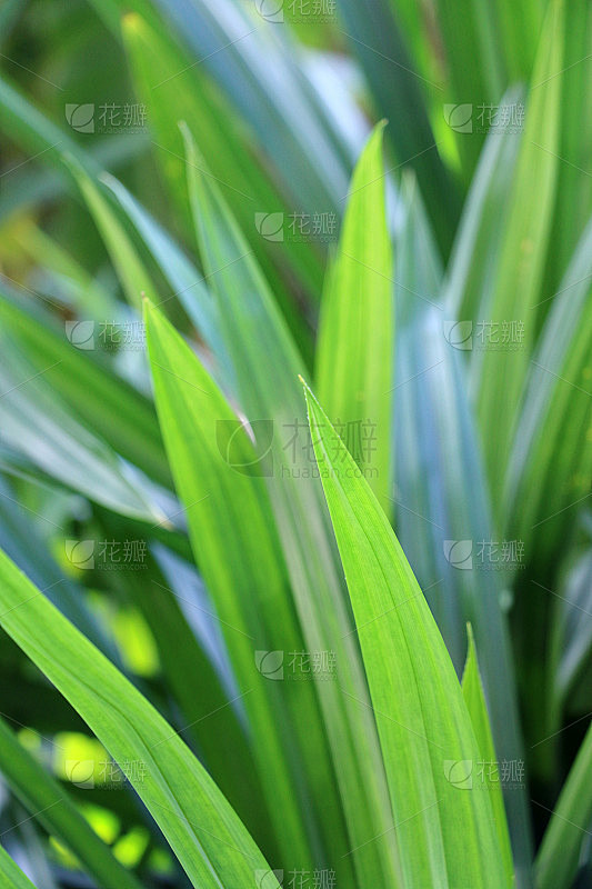 香兰叶，泰国草药