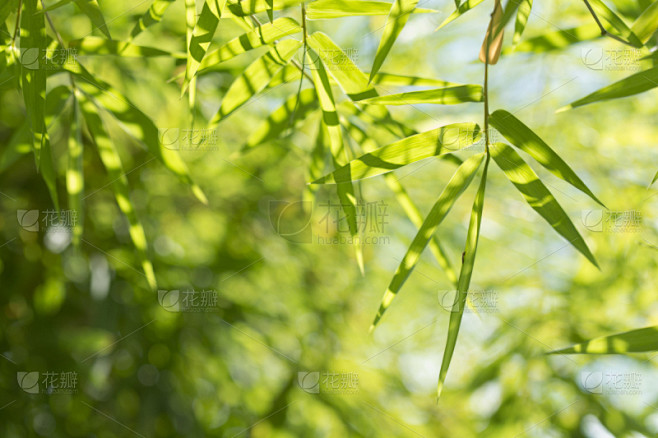 竹,叶子,背景,竹子叶,竹林,柔和,档案,大特写,菜园,园艺展览