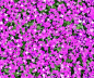 Textures   -   NATURE ELEMENTS   -   VEGETATION   -  Hedges - Hedge in bloom texture seamless 13085