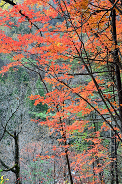 深谷小溪采集到秋色