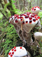 Hydnellum peckii，也被称为魔鬼的牙齿。Bankeraceae Hydnellum属。它是一种菌根植物，与多种针叶树形成互利互惠的关系，单株生长在地上、分散生长在地上或融合在一起，幼时经常分泌血色液体，有抗凝血特性。成年后不再分泌，通体变成深棕色，成为魔鬼的弃牙。 ​​​​