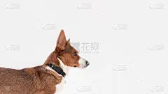 威尔士科基犬彭布罗克。纯种狗在白色的背景。动物主题。宠物