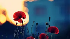 唯美自然鲜花合集电脑屏幕桌面壁纸2