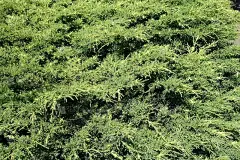 仲夏的有鳞刺柏叶