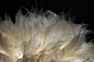 在2010米兰设计周，由中国设计师章俊杰设计的叶子灯可谓真的是别具一格，很有自然的风采。小小的叶片折射了一片森林，叶脉是大自然的骨骼，一片片叶片则是自然界的皮肤。自然的光线在半透明叶脉的折射下还原了自然本质的透叠，参差与动势。 广玉兰树叶经过经过脱肉处理就留下叶脉，漂白后就形成透明如薄纱般的叶脉，这个材料有韧性，轻盈，自然，可回收。材料的透光性很好，让自然的动感散发出来，凌乱却不失规律。真棒的设计 II
