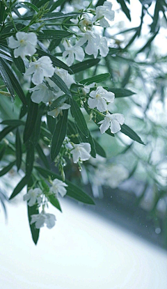 閑魚*越清波采集到参考——植物