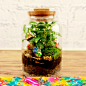 苔藓微景观生态瓶