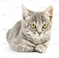 小猫,白色背景,美,水平画幅,小的,可爱的,家畜,猫科动物,背景分离,工作室