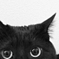 黑猫
