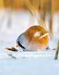 愤怒的小鸟 | 芬兰摄影师 Ossi Saarinen ​​​​