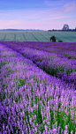 Lavender in Provence 法国普罗旺斯薰衣草。普罗旺斯位于法国南部，从诞生之日起，就谨慎地保守着她的秘密，直到英国人彼得·梅尔的到来，普罗旺斯许久以来独特生活风格的面纱才渐渐揭开。