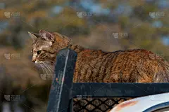 Kitty Huntress on the Prowl