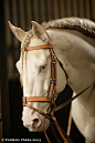 This-Is-Life • horsesaretheworld: fuckyeahbaroquehorses: ...