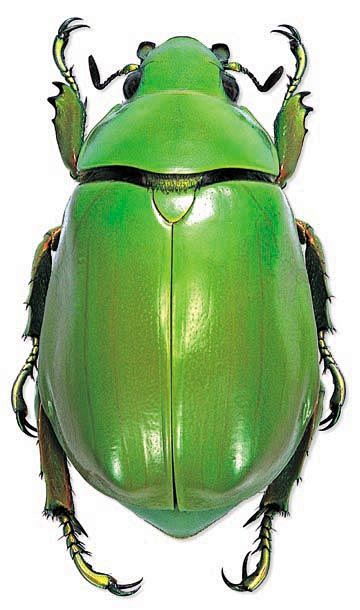 Chrysina Karshi.: 