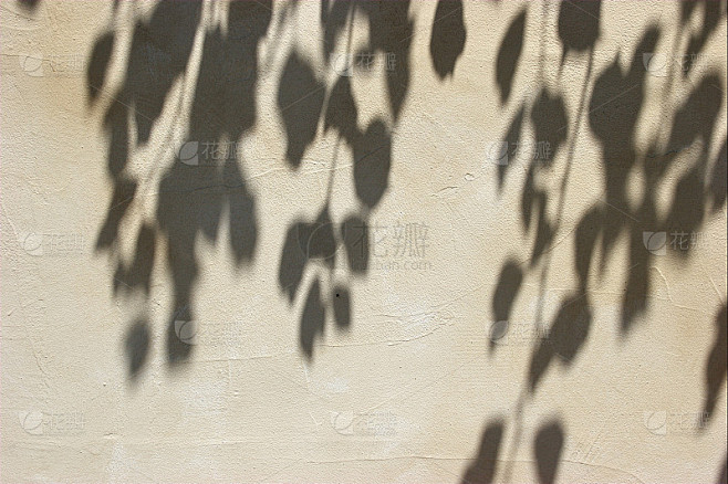 墙上有树叶的影子