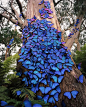 亚马逊热带雨林中，大量蓝闪蝶聚集在这棵树上。 ​​​​
摄影：Kelvin Hudson（IG：kelvinhudson） ​​​​