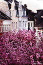 贝多芬的故居——波恩Bonn，有如此美妙的樱花在盛放