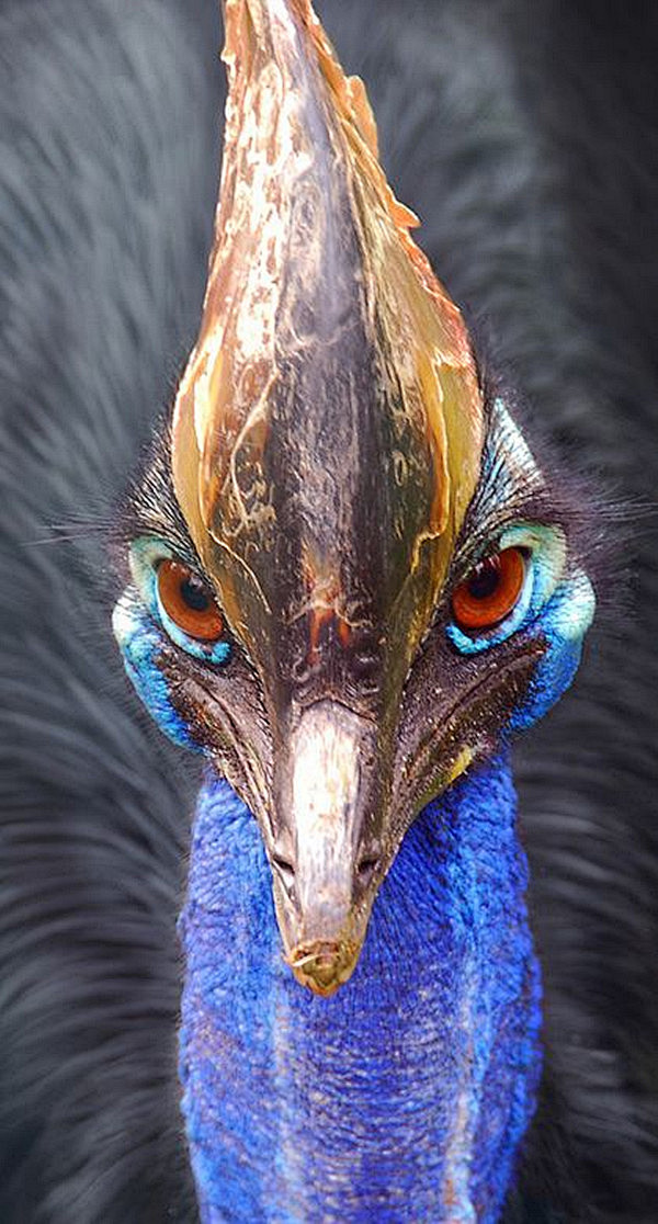 动物世界66张鸟的头部特写