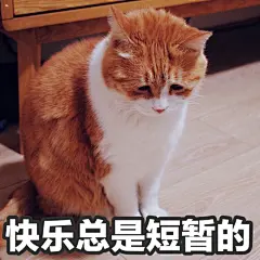 #著名网黄猫日# 黄猪猪表情包钱包空空的 ​​​​