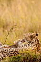 wild-earth:

Cheetah’s are my favourite animals!

